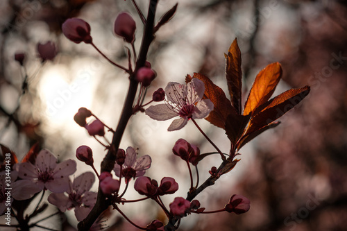 Rosa Blüte einer Blutpflaume (Prunus cerasifera) photo