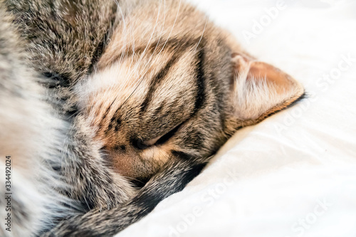 A tiger cat sleeps in soft cozy bed. Cat curled into a ball