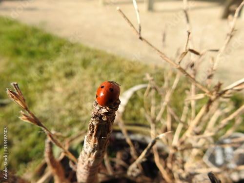 Coccinelle (ladybug) 4