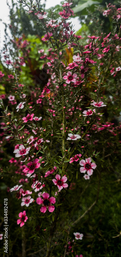 Petite Fleure Rose - Portrait 