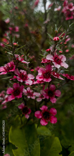 Petite Fleure Rose - Portrait 