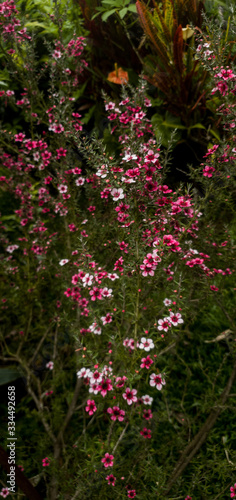 Petite Fleure Rose - Portrait 