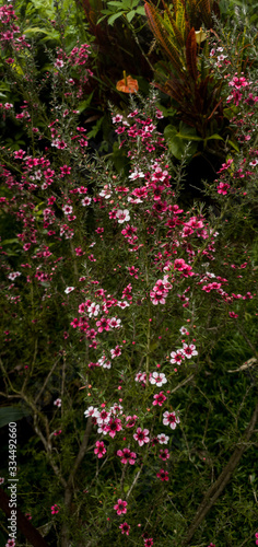 Petite Fleure Rose - Portrait 