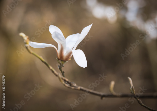 white magnolia flowers in april, macro