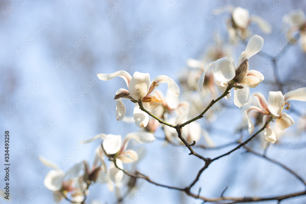 white magnolia flowers in april, macro white magnolia flowers in april, macro
