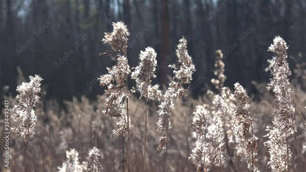 Dry feather grass on wind. Dry feather grass on wind.