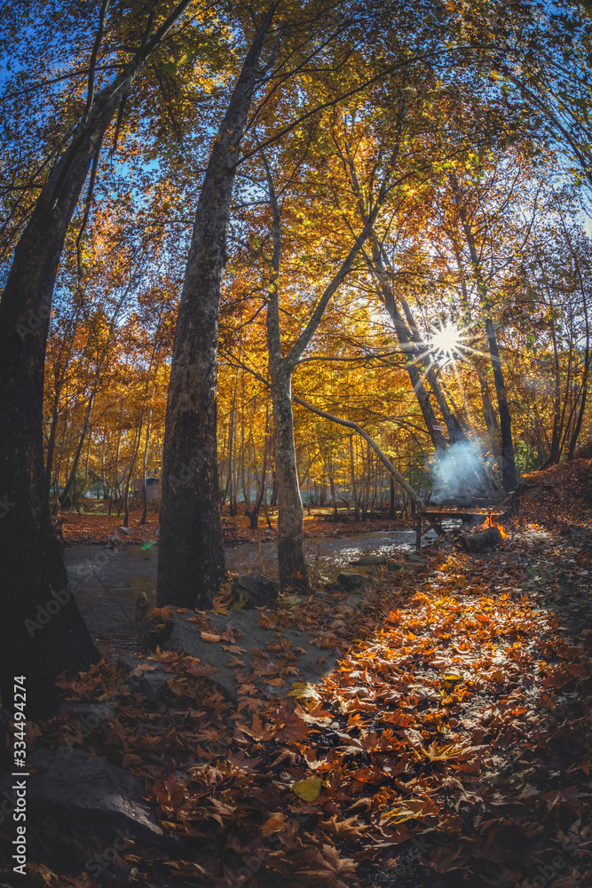 autumn, forest, fall, nature, tree, leaves, park, landscape, trees, season, yellow, red, leaf, wood, road, foliage, path, woods, colorful, orange, green, color, colors, sun, october
