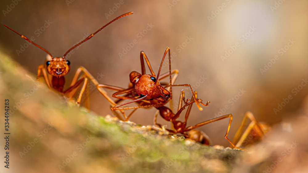 Fire ant on branch in nature green background, Life cycle Fire ant on branch in nature green background, Life cycle