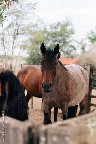 horse on farm