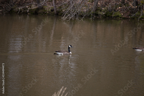 Goose swimming on the pond