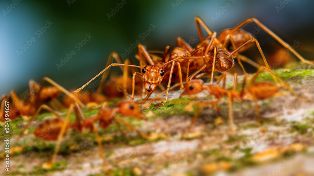 Fire ant on branch in nature green background, Life cycle Fire ant on branch in nature green background, Life cycle