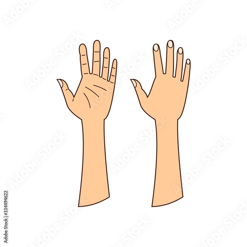 human hands  isolated linear illustration