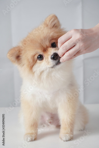 Small dog breeds or Pomeranian with brown hairs sitting on the white table with white background and smelling a snack that owner giving to it
