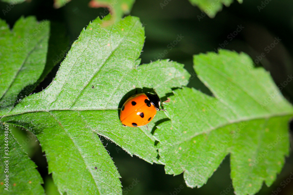 ein Marienkäfer auf einem Blatt sonnt sich im Sonnenlicht ein Marienkäfer auf einem Blatt sonnt sich im Sonnenlicht