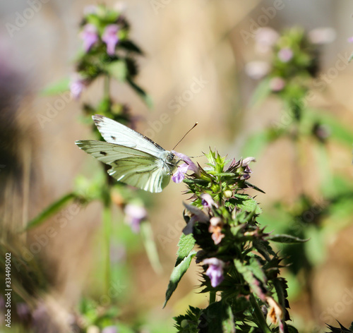 Nahaufnahme eines Schmetterling, Schmetterlinge sind schöne Insekten und auch nützlich. photo