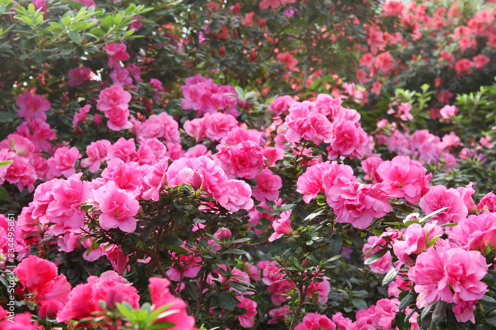 Pink azalea flowering beautiful bush in the spring