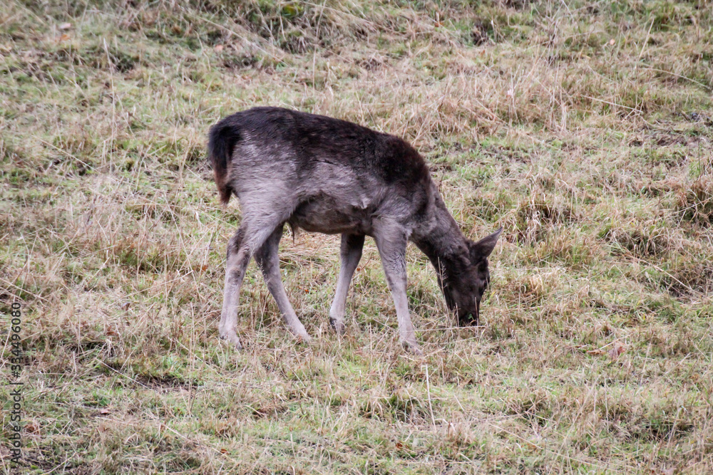 ein junger Hirsch auf einer Lichtung im Winter ein junger Hirsch auf einer Lichtung im Winter