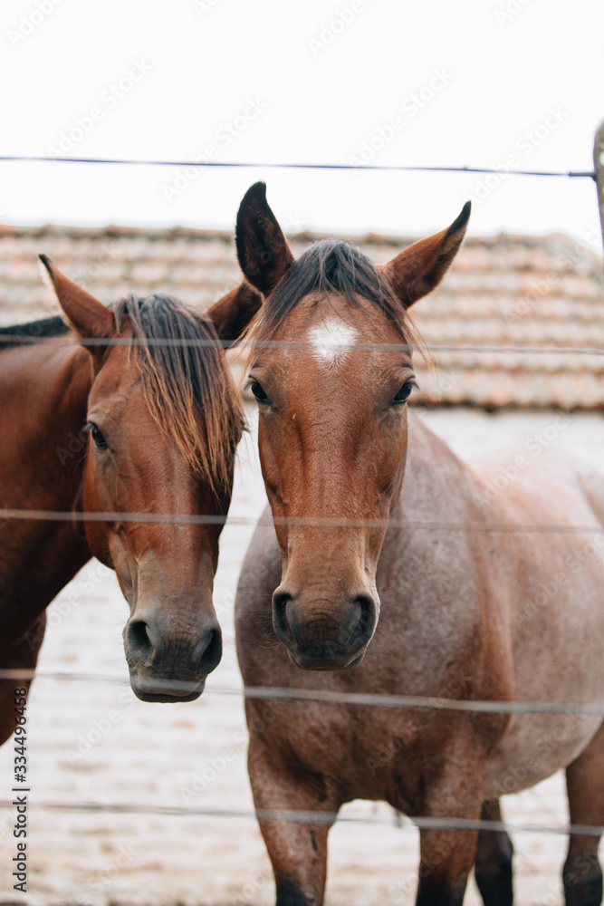 two horses in stable two horses in stable
