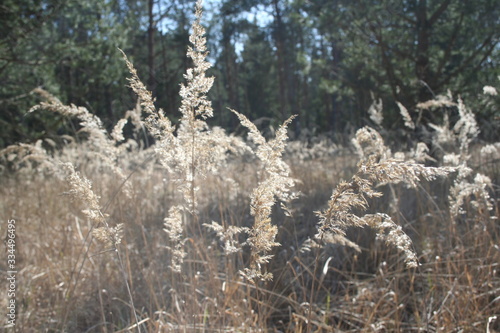 golden grass and pine forest
