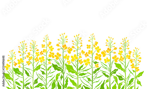 Flowering field. Vector bio product. Canola plant