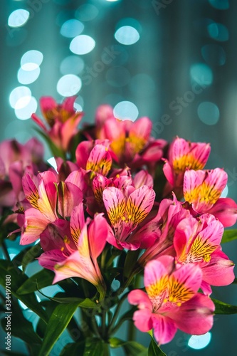 Pink alstroemeria flowers