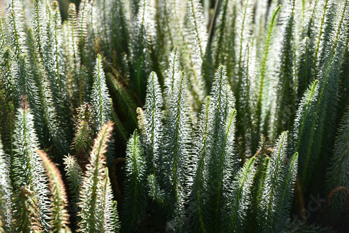 Hippuris vulgaris au jardin en été