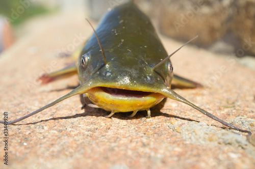 Black bullhead or black bullhead catfish, Ameiurus melas out of water