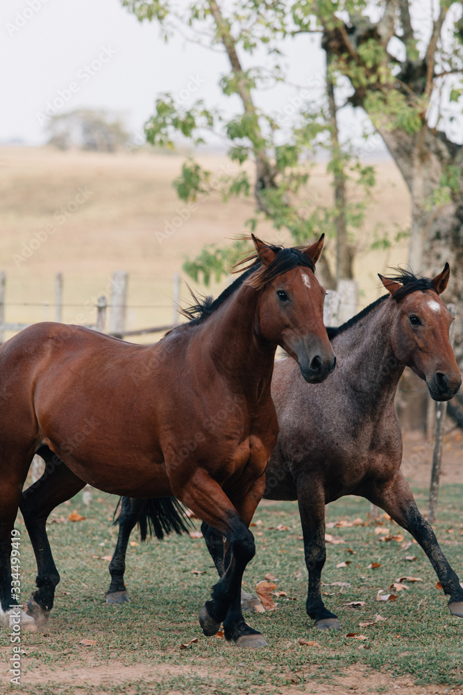 herd of horses herd of horses