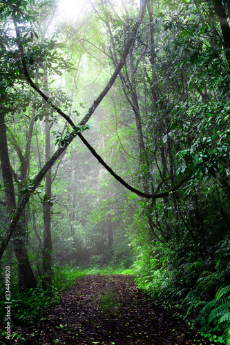 Nature trails are filled with large trees, lush green and moist in the rainy season and the sun shines into the mist. The image is very impressive.