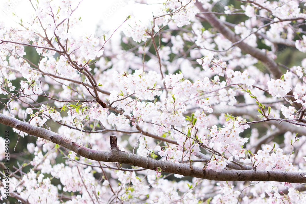桜 桜