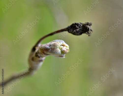 image of an apple bud ,agricuture and new life concept