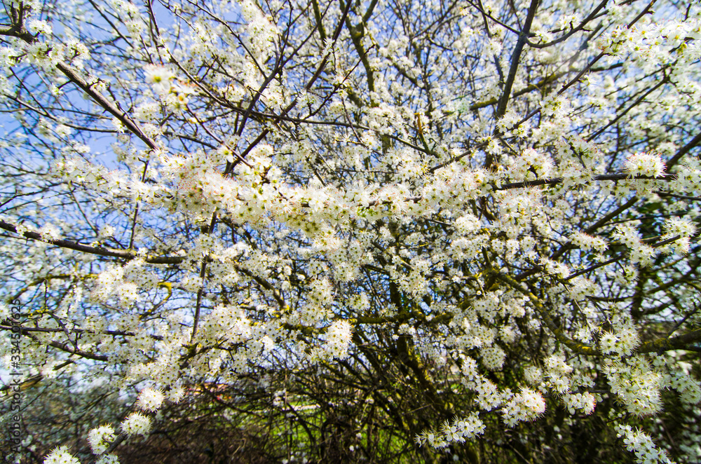 tree in spring with white flowers tree in spring with white flowers