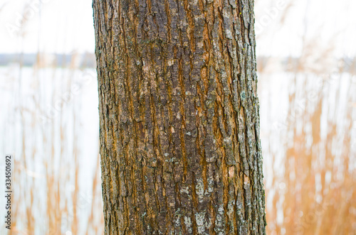 trunks and tree branches in nature photo