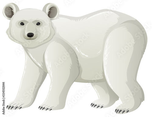 Polar bear on four legs on white background