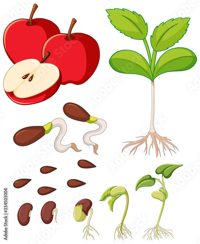 Red apples with seeds and tree growing