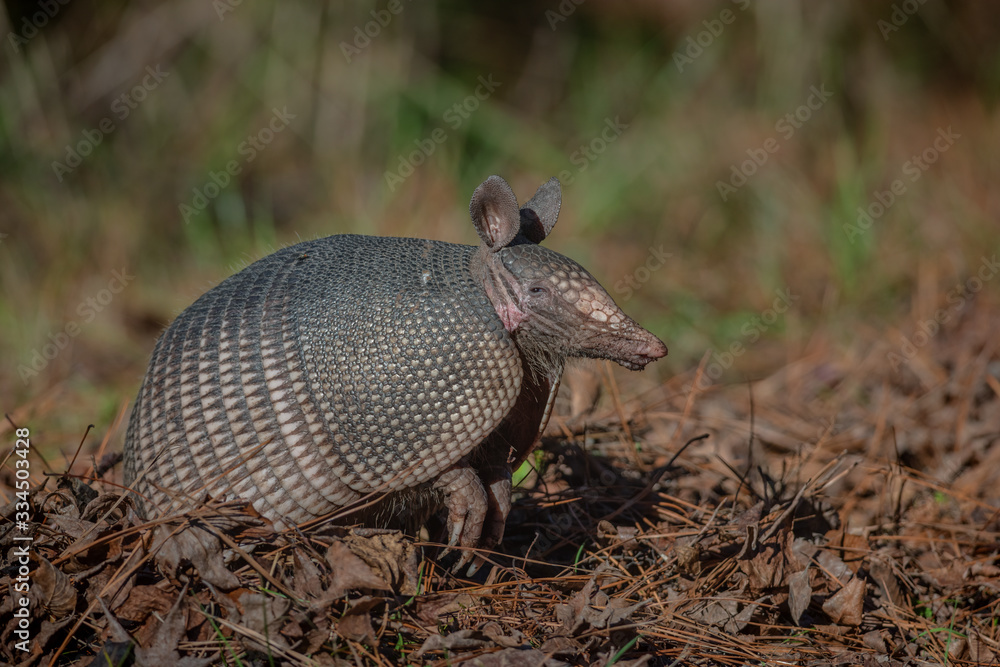 Armadillo foraging through dead leaves Armadillo foraging through dead leaves