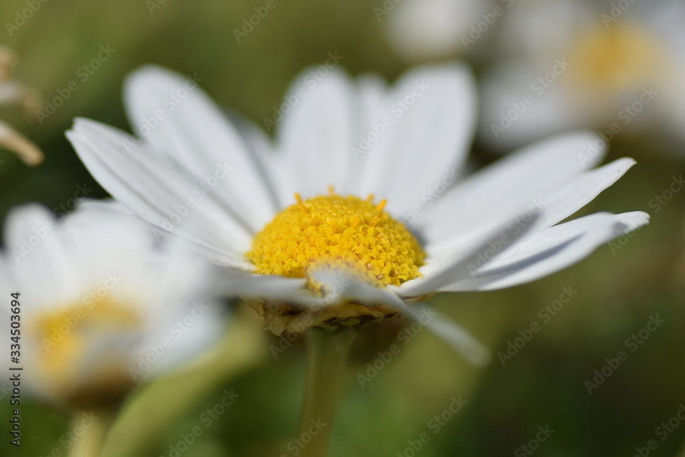 close up of a white flower close up of a white flower