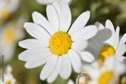 close up of a white flower