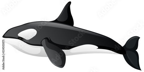 One orca whale on white background