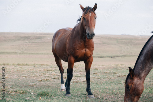 horse in the field © DanielViero