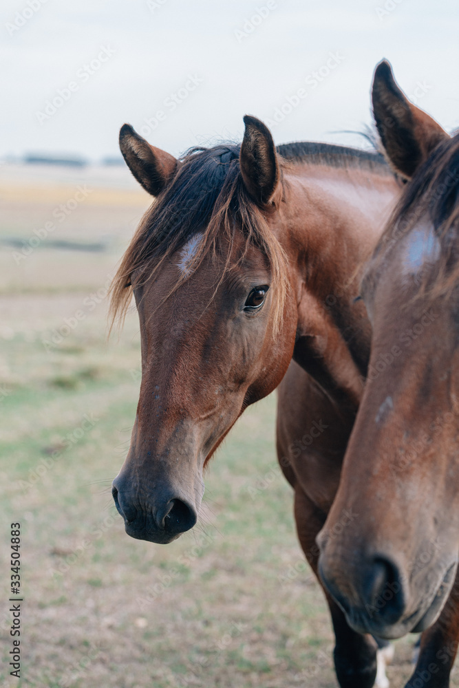Fototapeta premium portrait of a horse