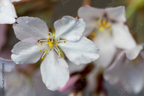 Flowering crab apple tree with white and pink petals with dramatic lighting photo