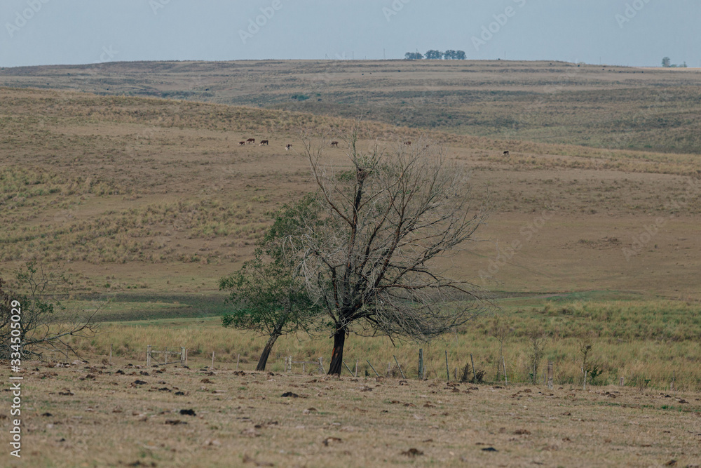 tree in field tree in field