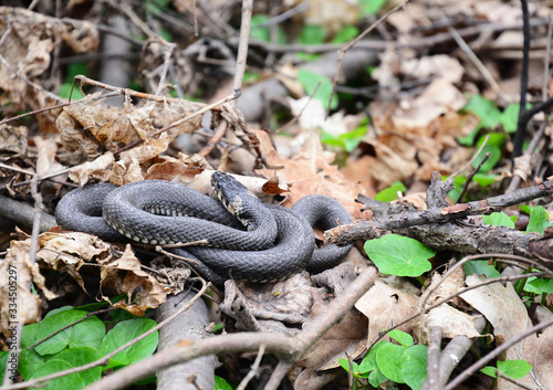 A long natrix natrix grass snake is lying in the sun in the spring forest.