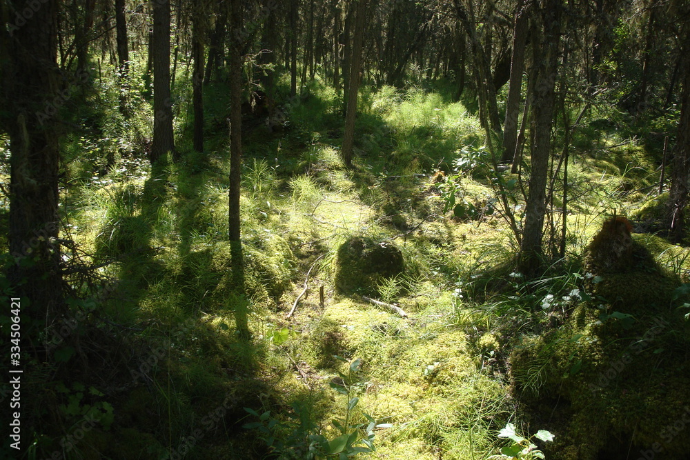 Fototapeta premium morning in the forest