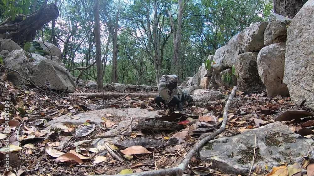 iguana eating in the yucatan jungle iguana eating in the yucatan jungle