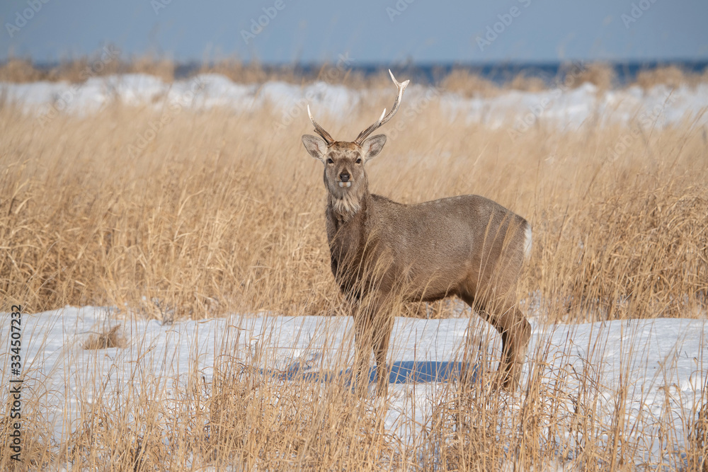 Fototapeta premium Hokkaido sika deer, Cervus nippon yesoensis The deer is standing in the cold winter environment Japan Hokkaido Wildlife scene from Asia nature.