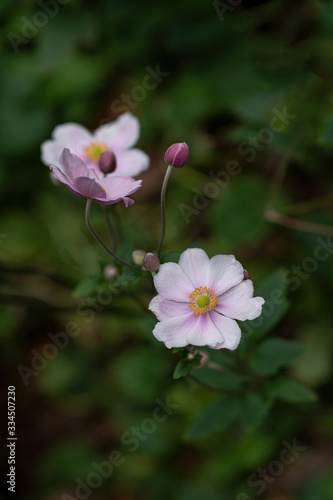 Anemone hupehensis or japanese anemone with pink petals and yellow stamens