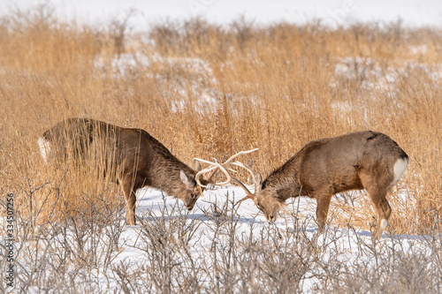 Hokkaido sika deer, Cervus nippon yesoensis The deers are fighting in the cold winter environment Japan Hokkaido Wildlife scene from Asia nature. .. photo