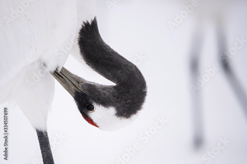 The Red-crowned crane, Grus japonensis The bird is standing in beautiful artick winter environment Japan Hokkaido Wildlife scene from Asia nature. Close-up portrait photo